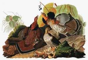 Gallo cedrone, Tetrao Umbellus, da The Birds of America di John J. Audubon, pub. 1827-38 da John James Audubon
